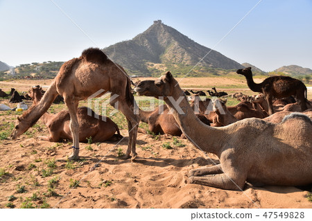 A group of camels gathered in the desert during the Pushkar camel festival in Rajasthan Province, India 47549828