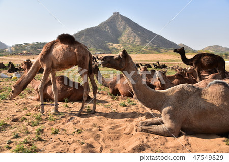 在印度拉賈斯坦邦的普什卡駱駝節期間，一群駱駝聚集在沙漠中 47549829