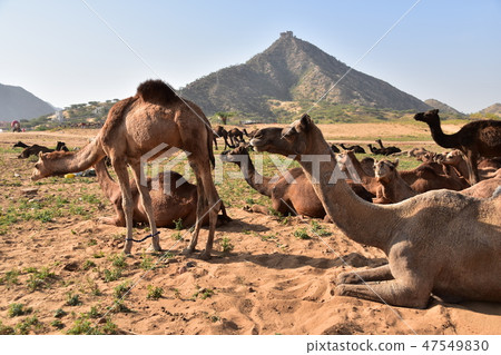 在印度拉賈斯坦邦的普什卡駱駝節期間，一群駱駝聚集在沙漠中 47549830