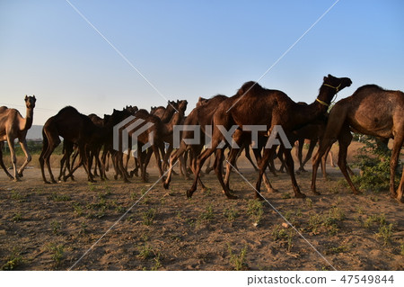 A group of camels gathered in the desert during the Pushkar camel festival in Rajasthan Province, India A group of camels gathered in the desert during the Pushkar camel festival in Rajasthan Province, India 47549844