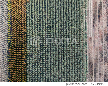 空中射擊Minuma米領域射擊與一把笤帚在冬天 47549953