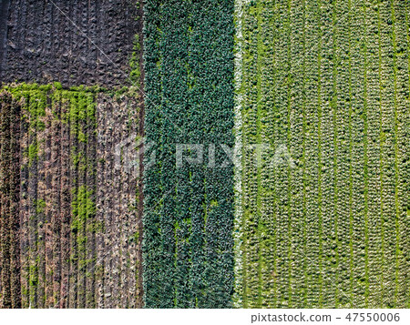 Aerial photograph Shoot the vegetable field of a field of rice field in bird's eye Winter Aerial photograph Shoot the vegetable field of a field of rice field in bird's eye Winter 47550006