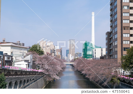 Tokyo Sakura's attraction Meguro River Spring Meguro Shimbashi upstream view 47550041
