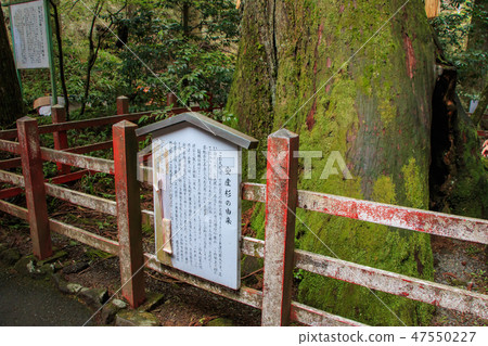 Hakone Shrine Yasuniga cedar 47550227