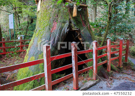 Hakone Shrine Yasuniga cedar Hakone Shrine Yasuniga cedar 47550232