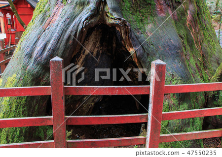 Hakone Shrine Yasuniga cedar 47550235