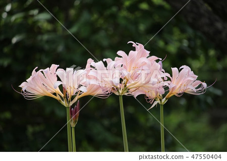 Summer daffodil Summer daffodil 47550404