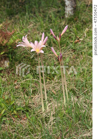 Summer daffodil Summer daffodil 47550472