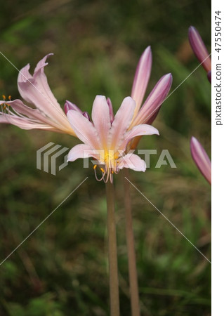 Summer daffodil 47550474