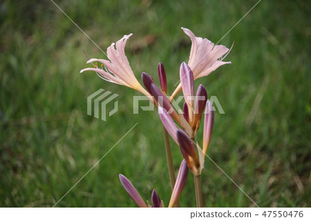 Summer daffodil Summer daffodil 47550476