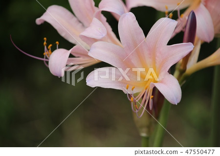 夏天的水仙花 夏天的水仙花 47550477