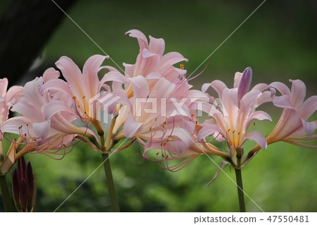 Summer daffodil Summer daffodil 47550481