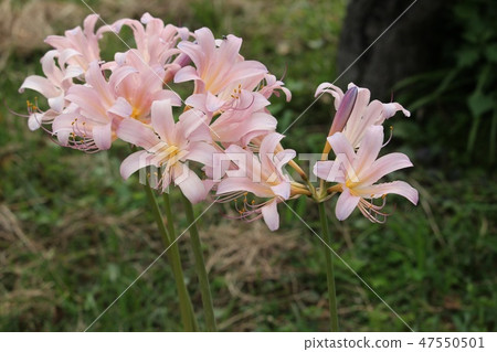 Summer daffodil Summer daffodil 47550501