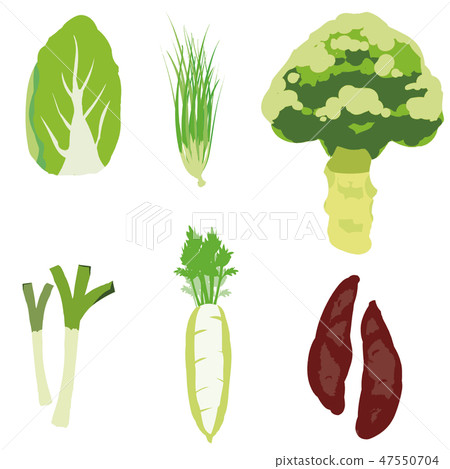 Winter vegetable illustration set 2 - Winter vegetable illustration set 2 - Winter vegetable illustration set 2 - Winter vegetable illustration set 2 - 47550704