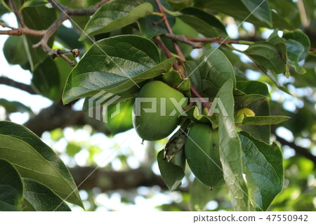 Blue persimmon seed Blue persimmon seed 47550942
