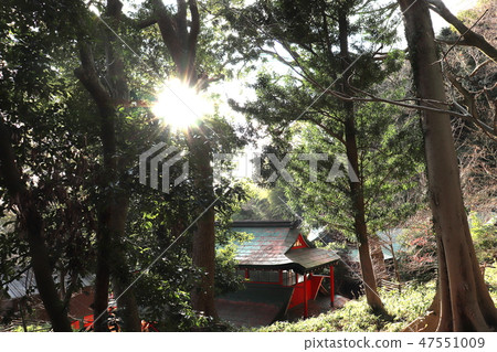 Shooting from Suwa Shrine where light shines from between trees Shooting from Suwa Shrine where light shines from between trees 47551009