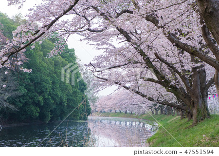 Cherry blossom trees in full bloom early in the morning and irrigation canal Ibaraki ken Tsukuba Mirai City Fukuoka weir 47551594