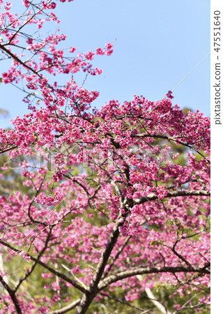 Hikanzakura(玫瑰家族) Hikanzakura(玫瑰家族) 47551640