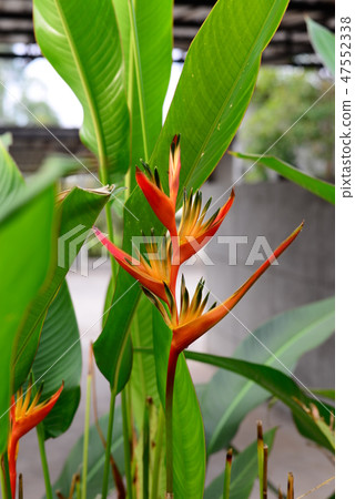 Heliconia Torch Flower withgreen leaves background Heliconia Torch Flower withgreen leaves background 47552338
