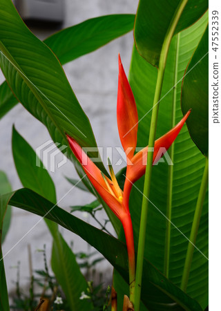 Heliconia Torch Flower withgreen leaves background Heliconia Torch Flower withgreen leaves background 47552339