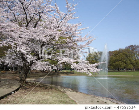 Yoyogi park in spring when cherry blossoms (fountain pond) Yoyogi park in spring when cherry blossoms (fountain pond) 47552534