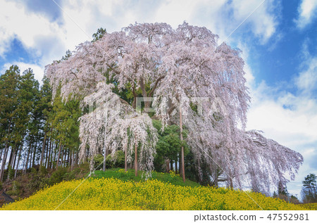 Kassenba giant pink weeping sakura. 47552981