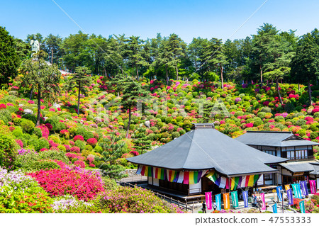 Tokyo Ome Shioi Kanonji Tsutsuji Tokyo Ome Shioi Kanonji Tsutsuji 47553333