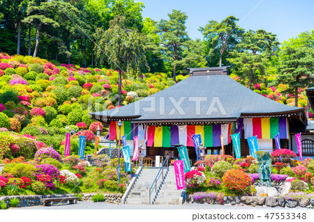 東京青梅Shioi Kanonji Tsutsuji 47553348