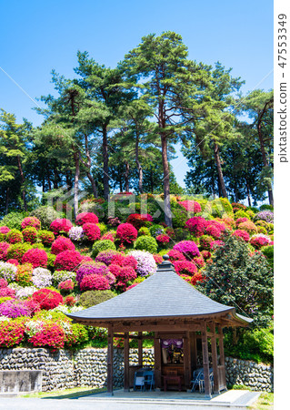 Tokyo Ome Shioi Kanonji Tsutsuji 47553349