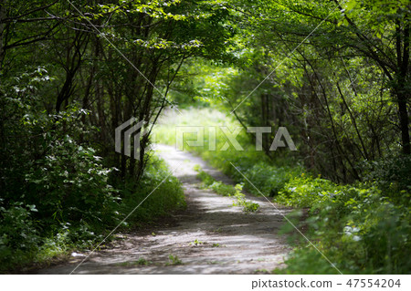 Beautiful green summer forest. Spring background, backdrop Beautiful green summer forest. Spring background, backdrop 47554204