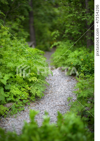 Beautiful green summer forest. Spring background, backdrop Beautiful green summer forest. Spring background, backdrop 47554206