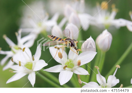 Hanaab (Hilapa subfamily) and Nila flowers Hanaab (Hilapa subfamily) and Nila flowers 47554479
