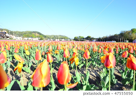 Tulip field Tulip field 47555050