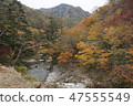 河和秋天的落葉 47555549