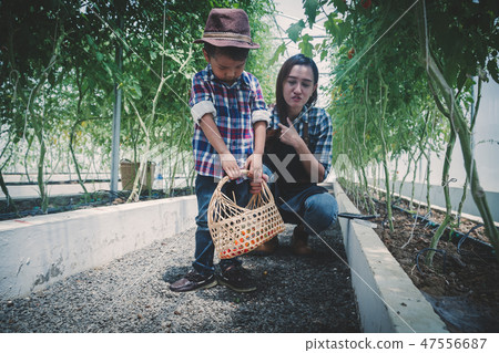 picking vegetable in the greenhouse picking vegetable in the greenhouse 47556687