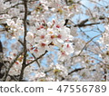 Cherry blossom 47556789