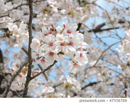 Cherry blossom Cherry blossom 47556789