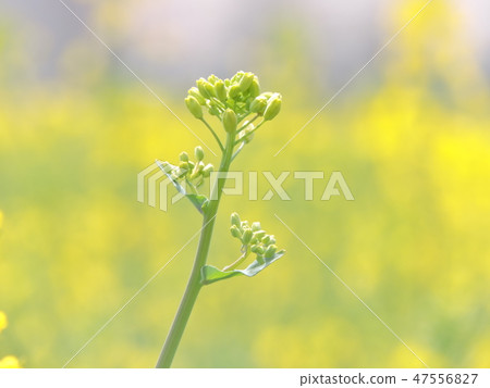 我等了一天 我等了一天 47556827
