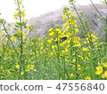 Rape blossoms 47556840