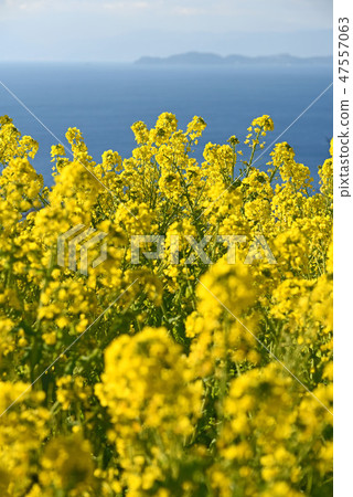 Seas and rape blossoms Seas and rape blossoms 47557063