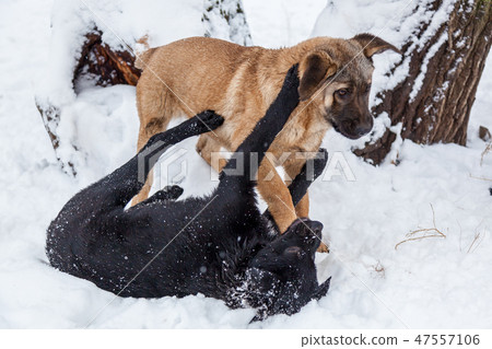 Stray dogs in the winter outside 47557106