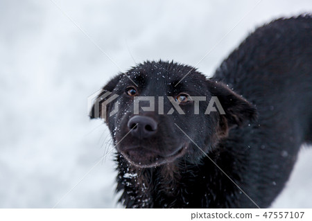 Stray dogs in the winter outside 47557107
