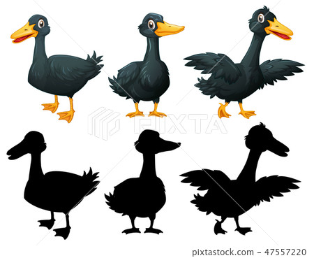 Set of black duck on white backgroung 47557220