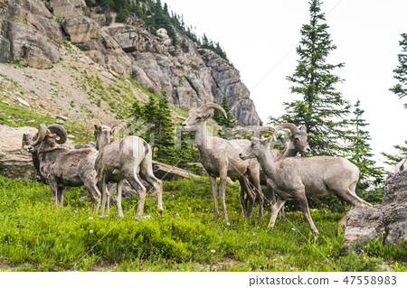 big horn sheep at Glacier np,Montana,usa. big horn sheep at Glacier np,Montana,usa. 47558983