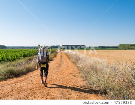 Lonely Pilgrim with backpack walking the Camino Lonely Pilgrim with backpack walking the Camino 47559388