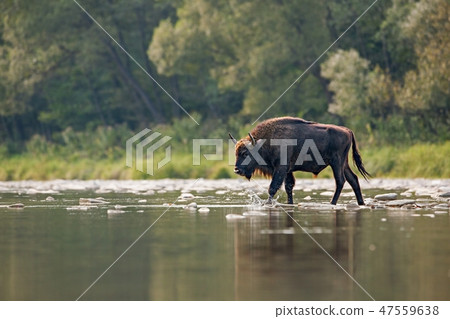 Bull of european bison, bison bonasus, crossing a river Bull of european bison, bison bonasus, crossing a river 47559638