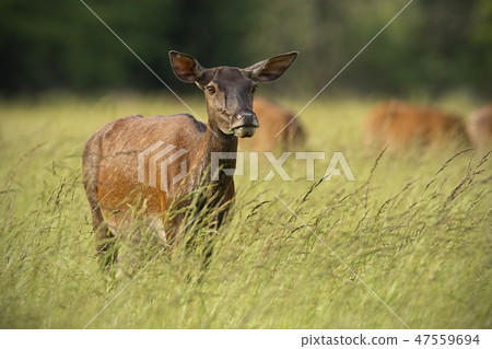 Red deer hind in summer with herd in background 47559694