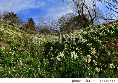 Boso Shakanamachi Sakuma Dam Lake Narcissus field of the water park Boso Shakanamachi Sakuma Dam Lake Narcissus field of the water park 47559747