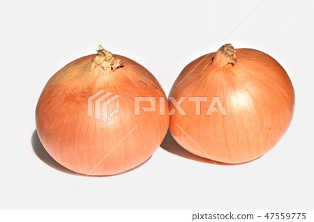 洋蔥綠（北見黃） 47559775