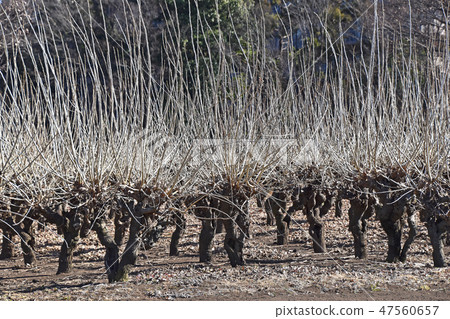 冬季桑園（枯萎病） 47560657